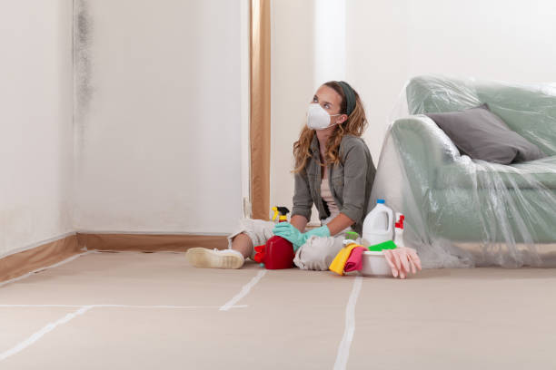 Trusted Attic Mold Removal service in Louisville, IL - Cheap Mold Removal