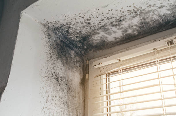 Affordable Mold Remediation solutions in Louisville, IL