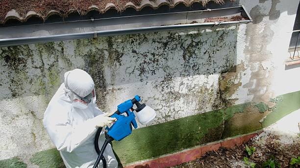 Top rated local Mold Remediation specialists in Louisville, IL
